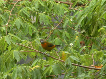 the bird is sitting in the leaves of a tree