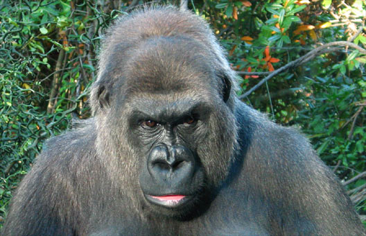 a gorilla staring into the camera, in front of some leaves