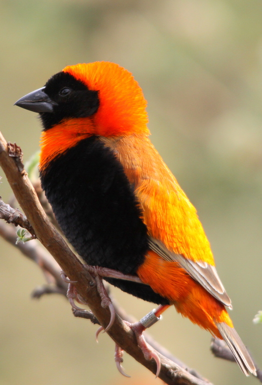 the bright orange bird is sitting on a tree nch