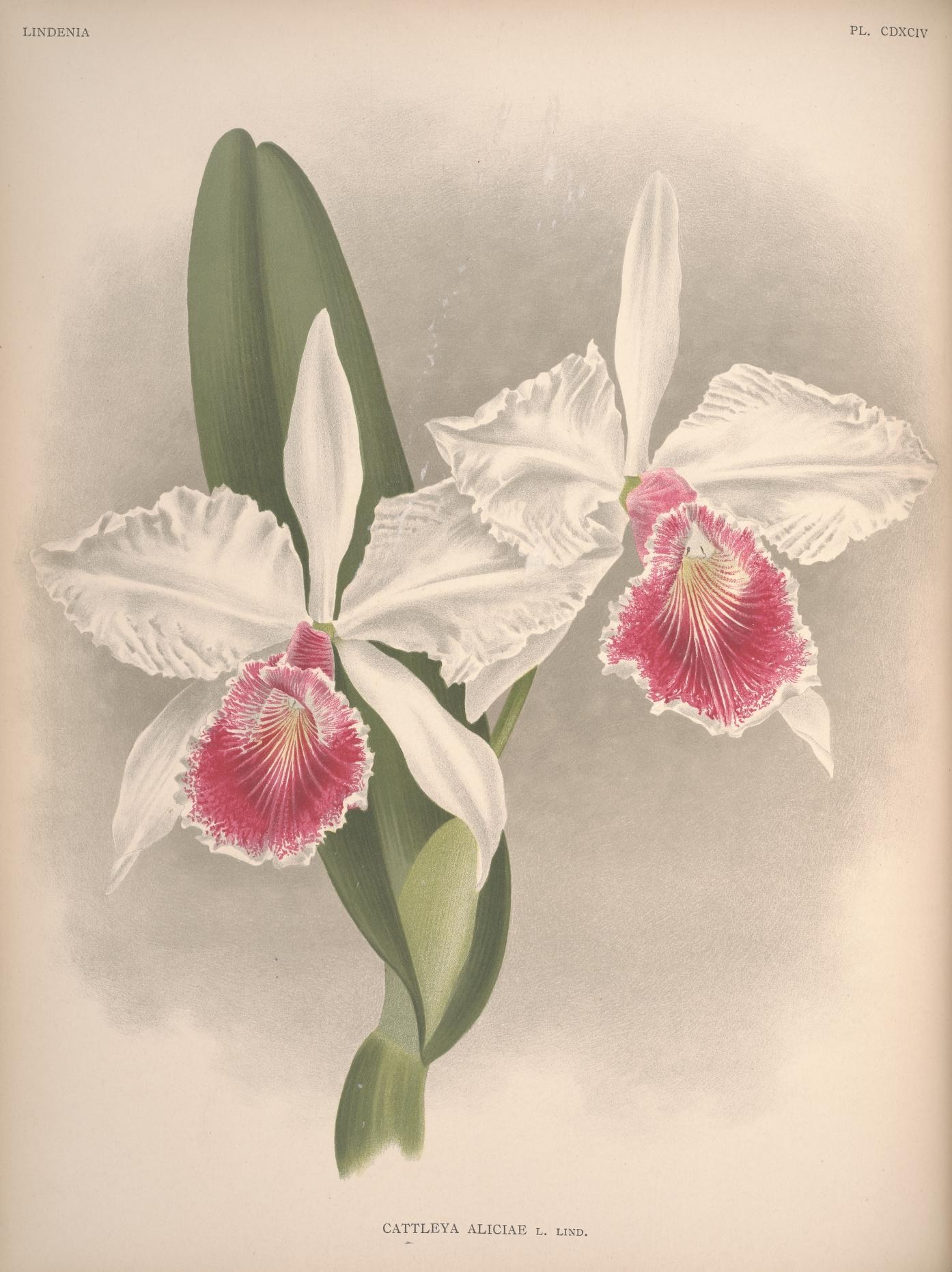 two white orchids with pink flower and green leaves