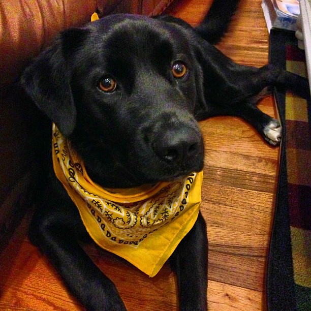 a black dog laying on the ground near a couch