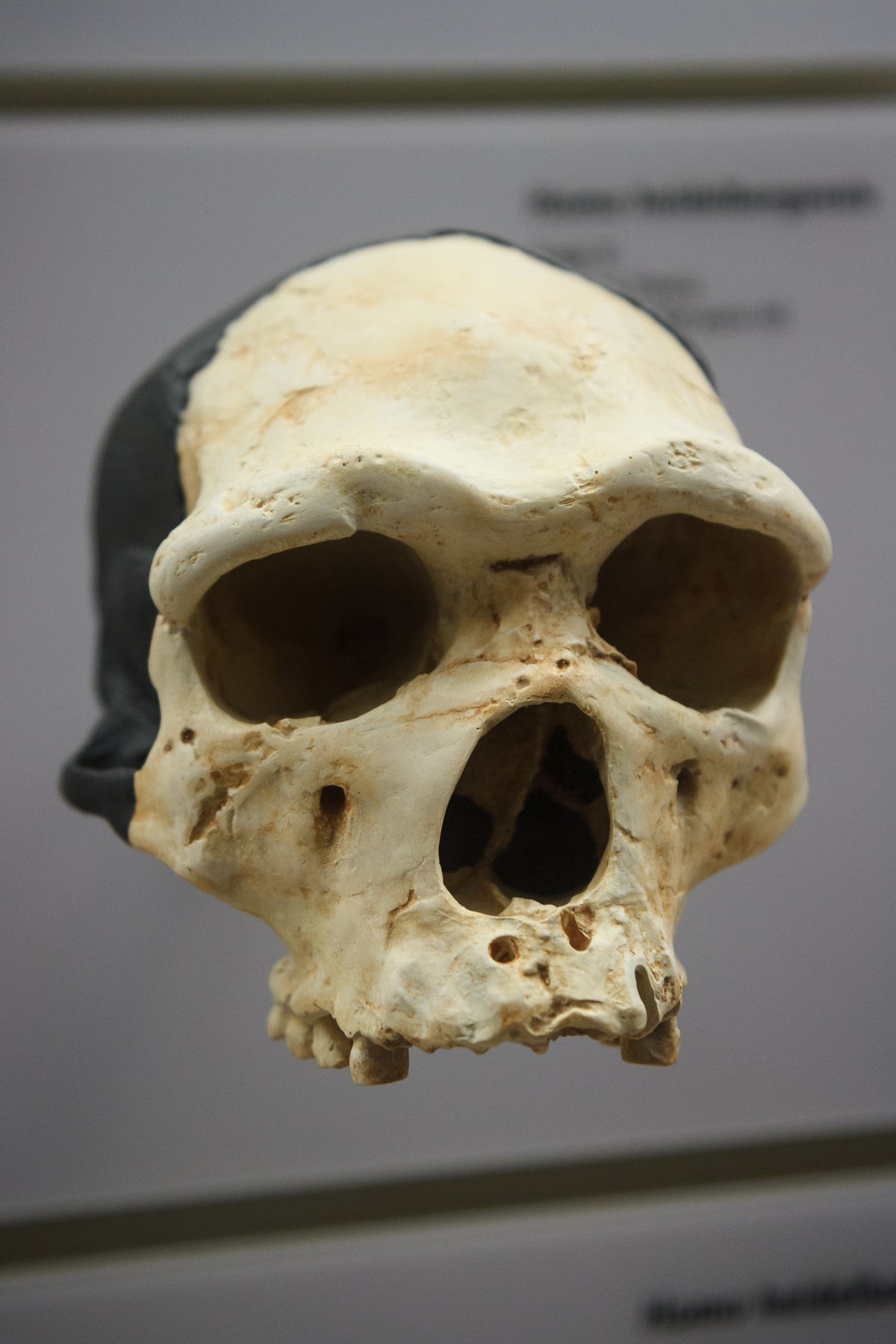 a human skull is displayed in a museum exhibit