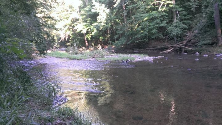 a river runs through a forest with purple flowers