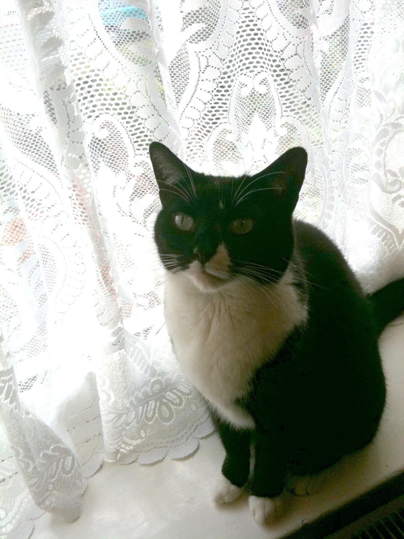 a black and white cat sits near the window