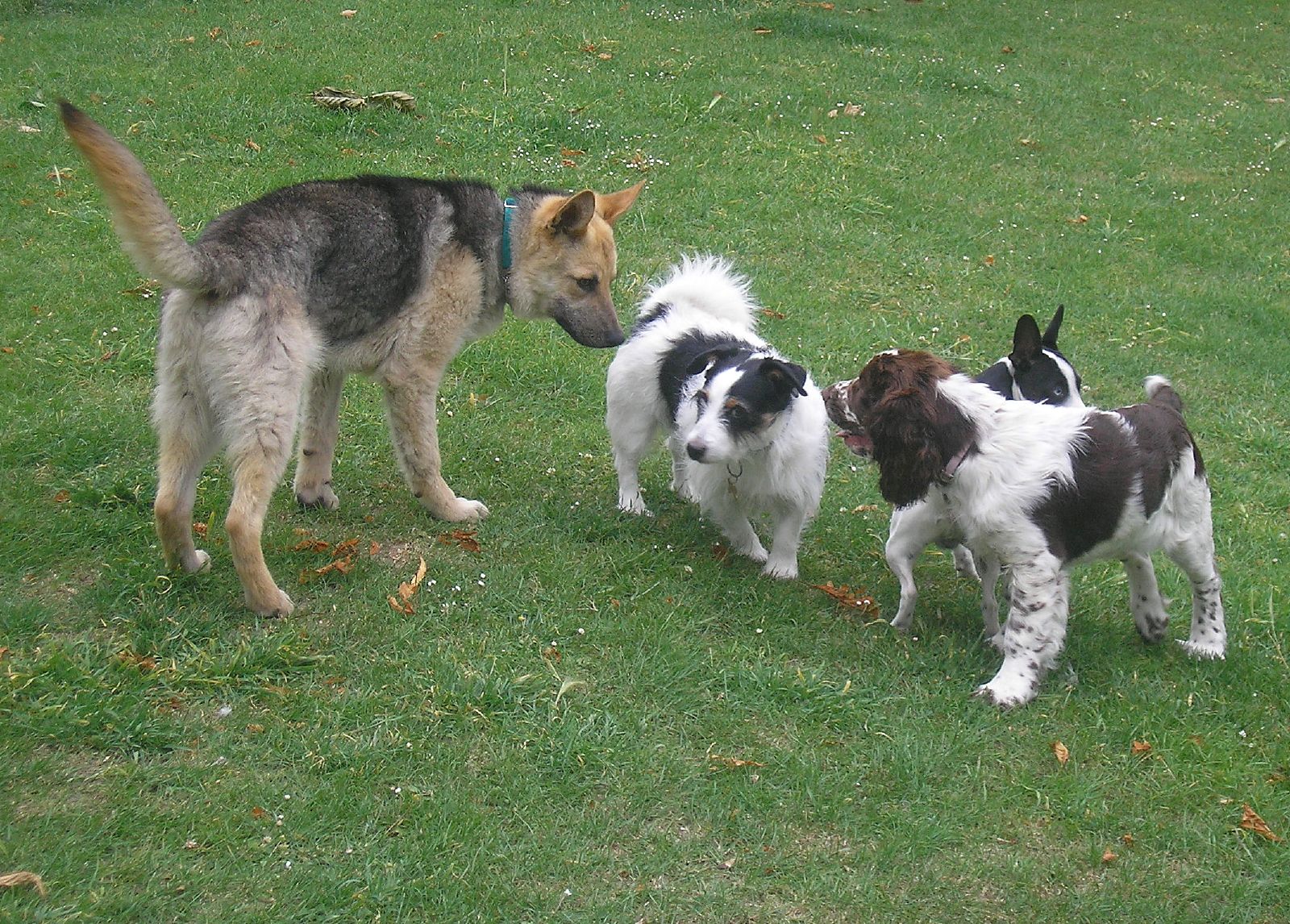 three dogs on the grass one is sniffing the other