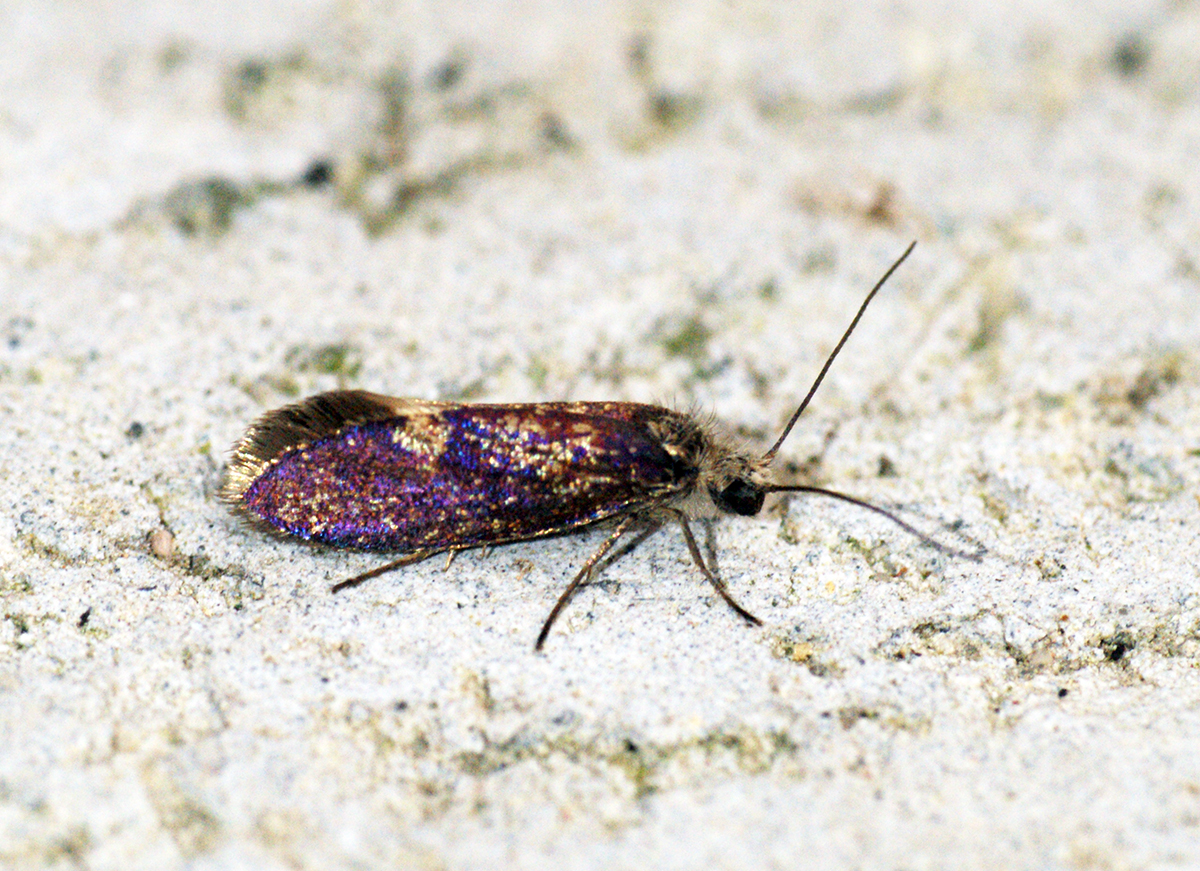 a very cute pink and brown bug with purple spots