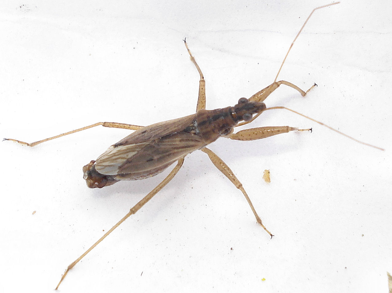 a brown insect on a white surface