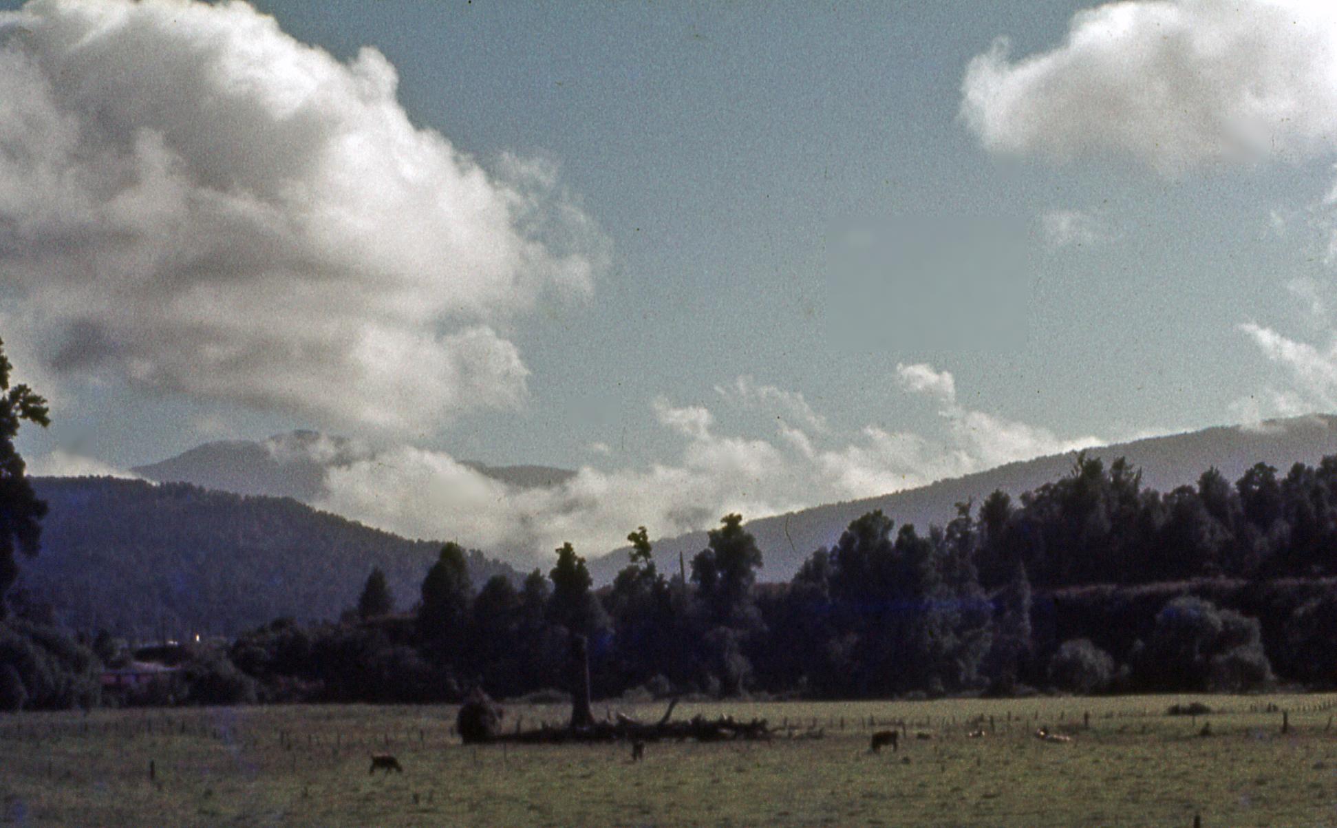 a field with animals grazing on the grass