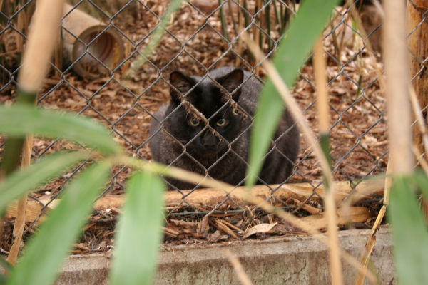 a black cat looking through the fence