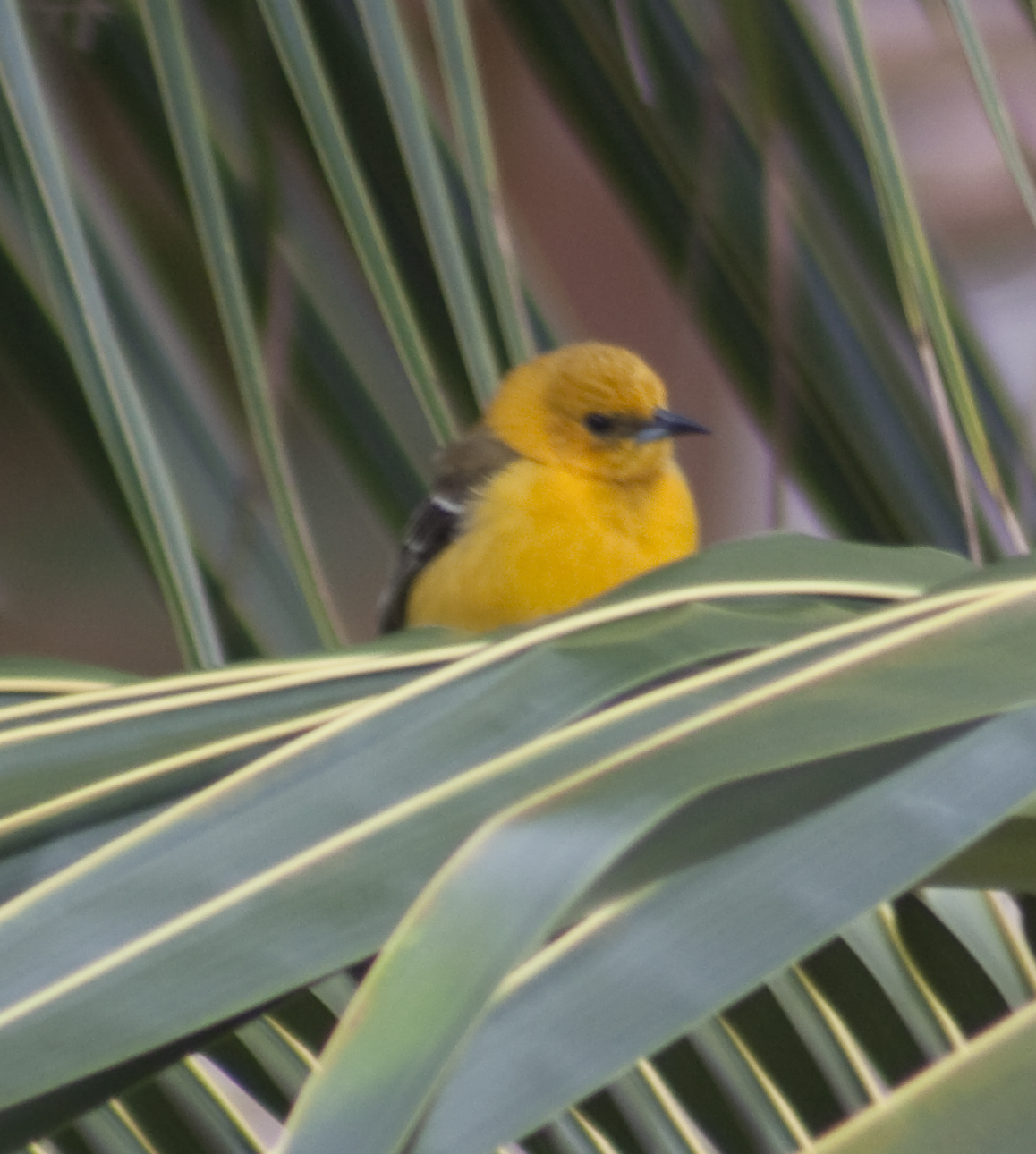 a yellow bird is perched on a palm tree