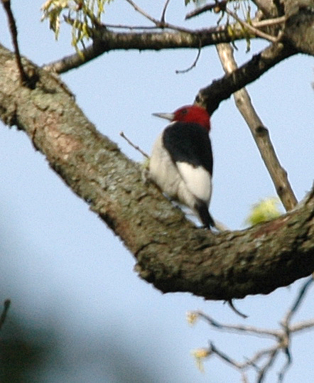 a black, red and white bird sitting on top of a tree nch