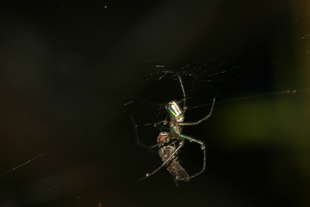 an extreme closeup of a small green spider in its web