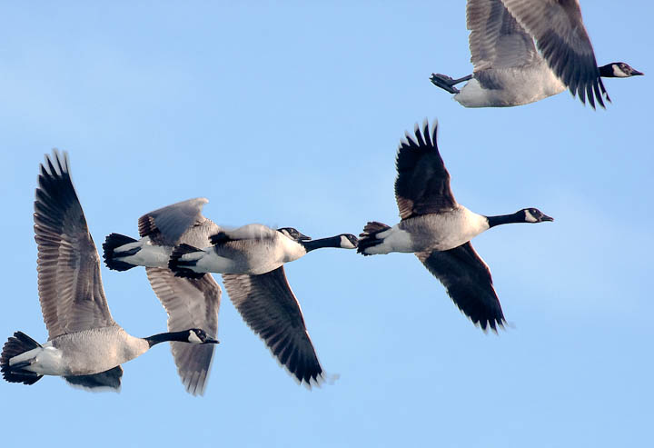 a flock of ducks fly in formation in a blue sky