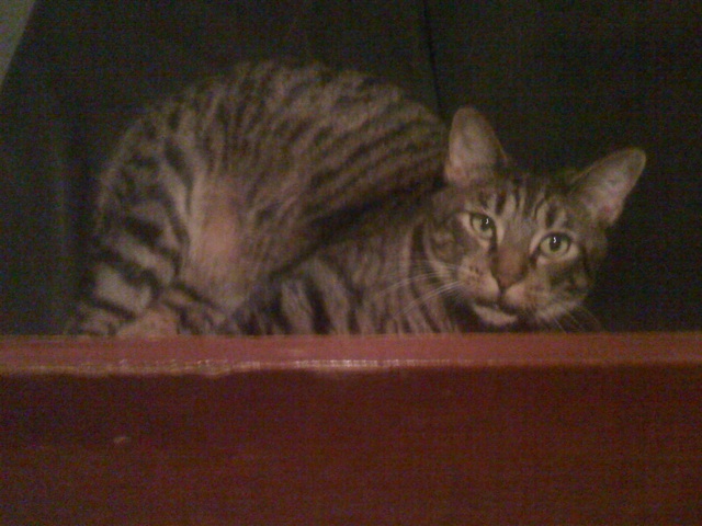 the cat sits on top of a wooden shelf