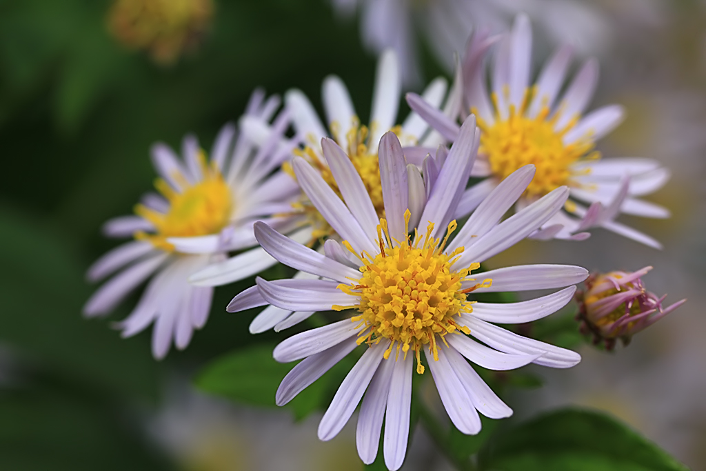 some yellow and white flowers on a plant