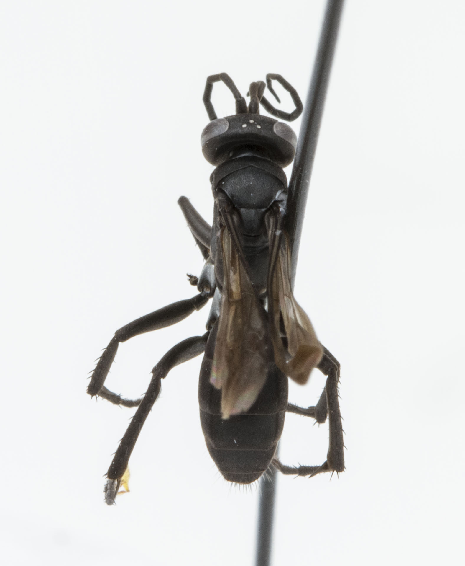 a large black insect sitting on top of a pole
