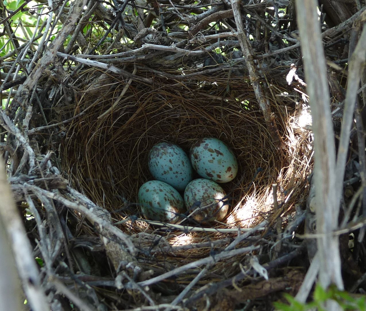 four little blue birds are sitting on top of a nest
