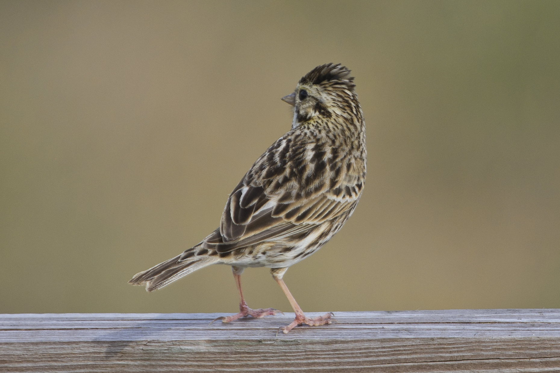 small bird standing on wooden surface with blurry background