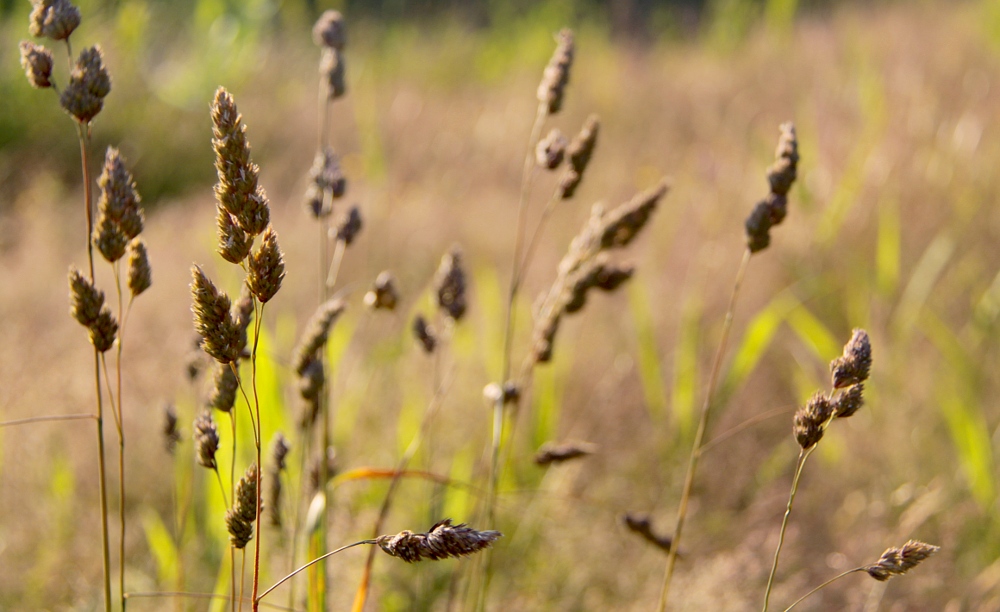 the yellow flowered grass is in full bloom