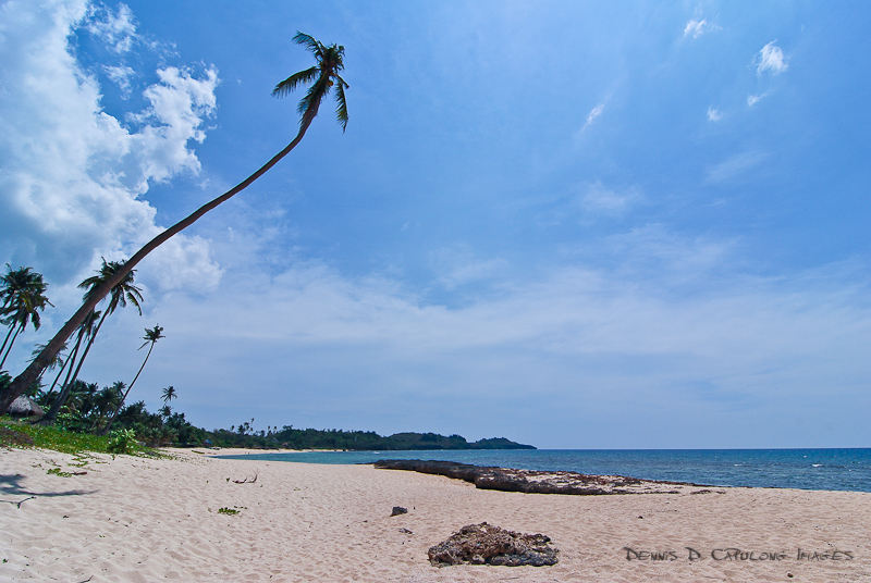 a tropical beach area with palm trees and a body of water