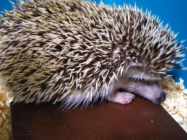 a small hedgehog sitting inside an enclosure