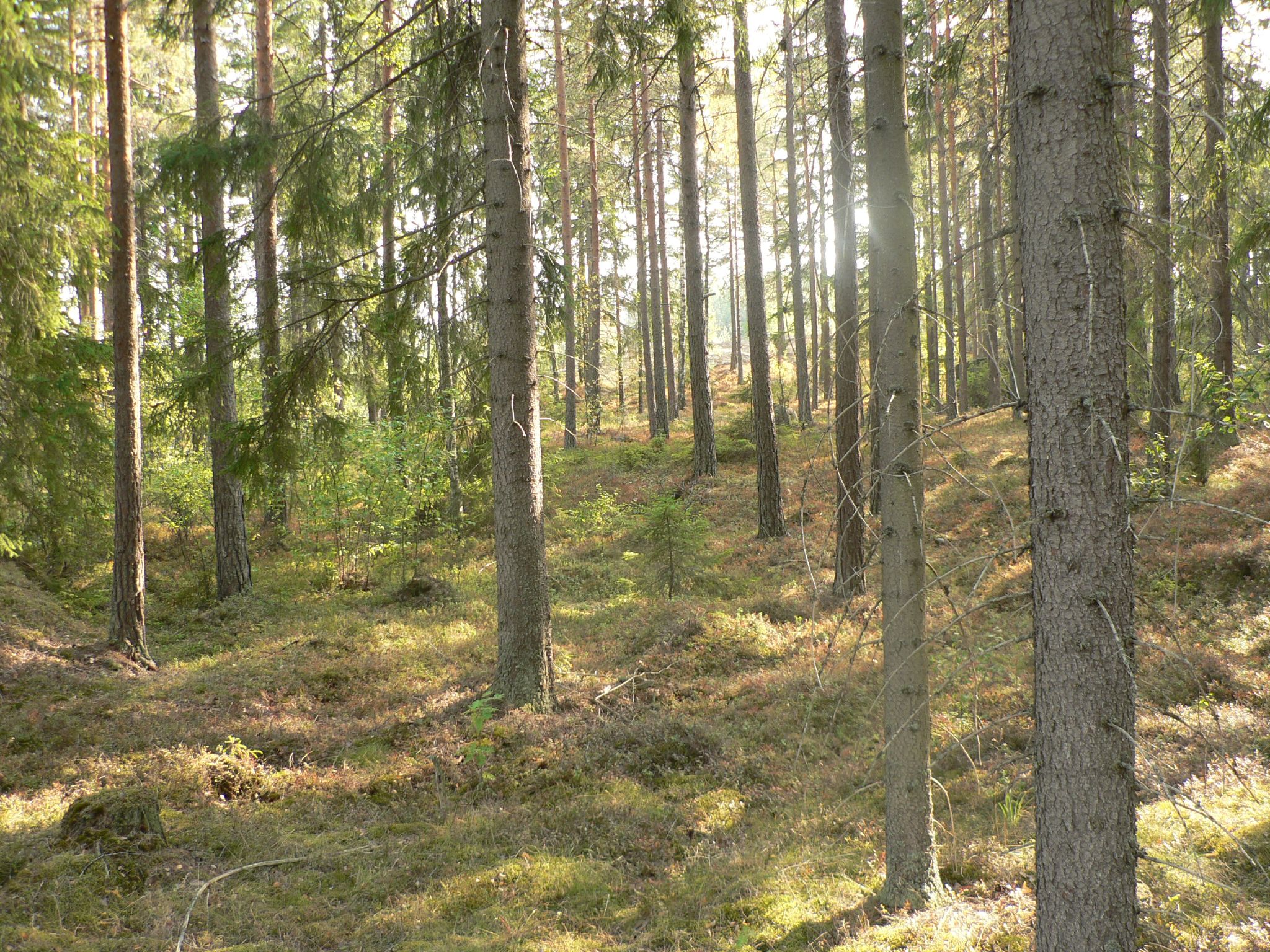 a patch of grass in the middle of some trees