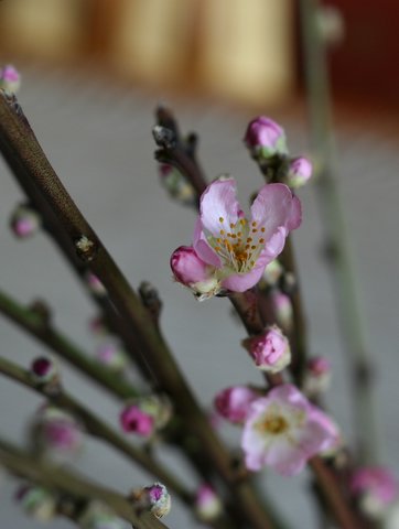 the small buds on a tree are ready to be opened