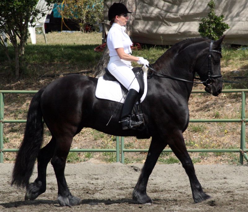 a women is riding a black horse