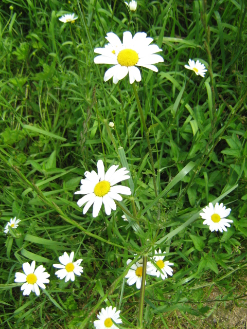 several white flowers in a grass field