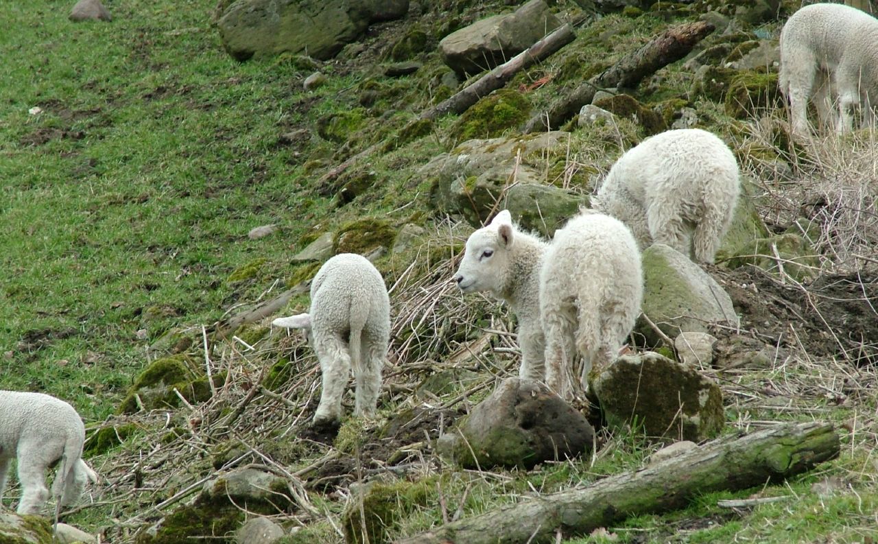 several baby goats are in the wild grazing