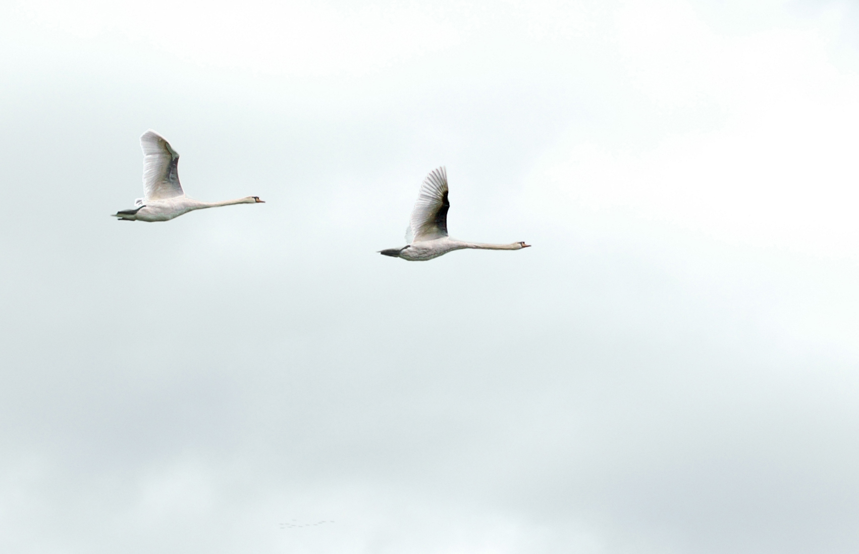 two white birds flying side by side with gray sky