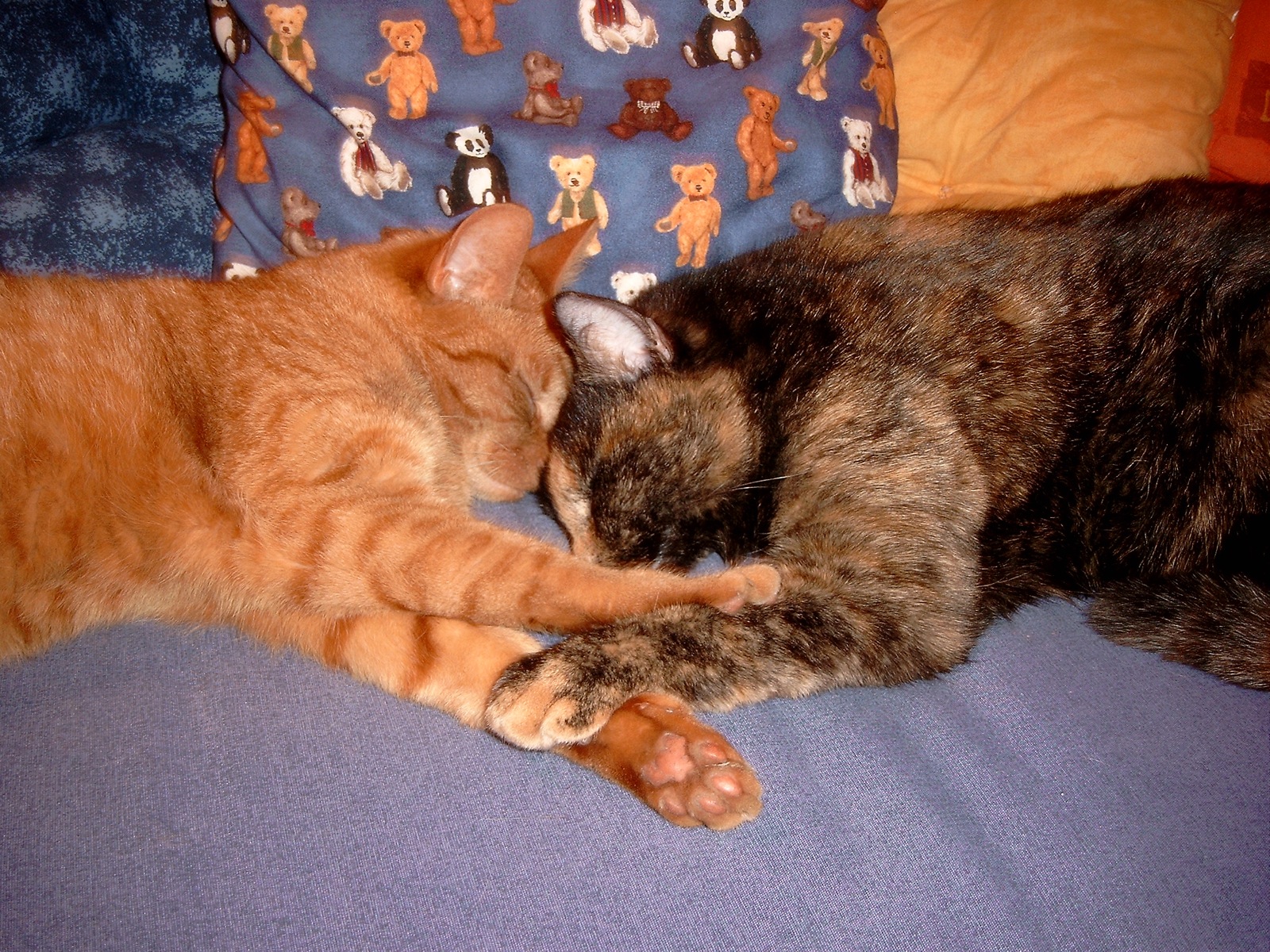 two cats laying on the couch with pillow and cat cushion