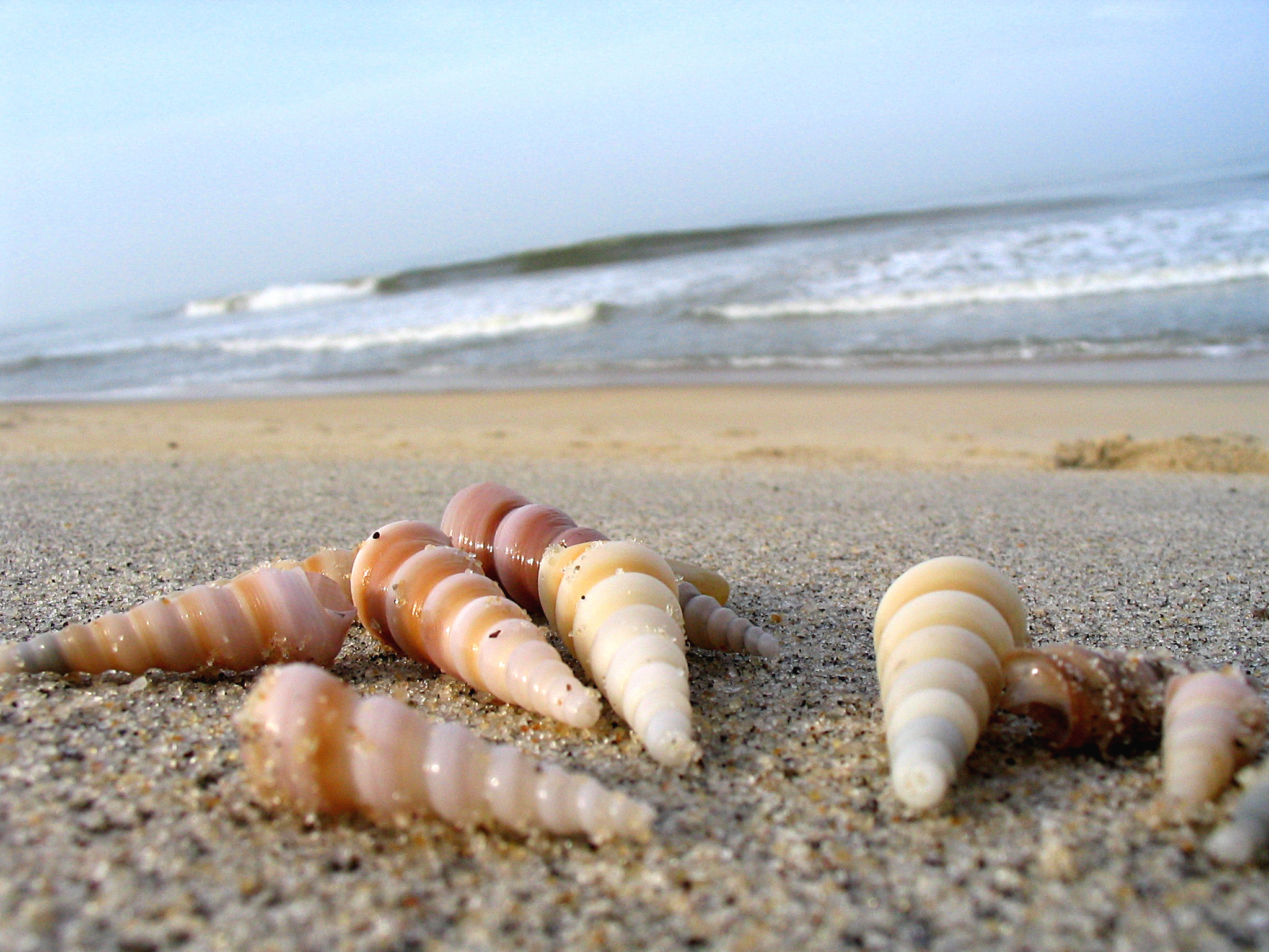 six small seashells laying in the sand on the beach