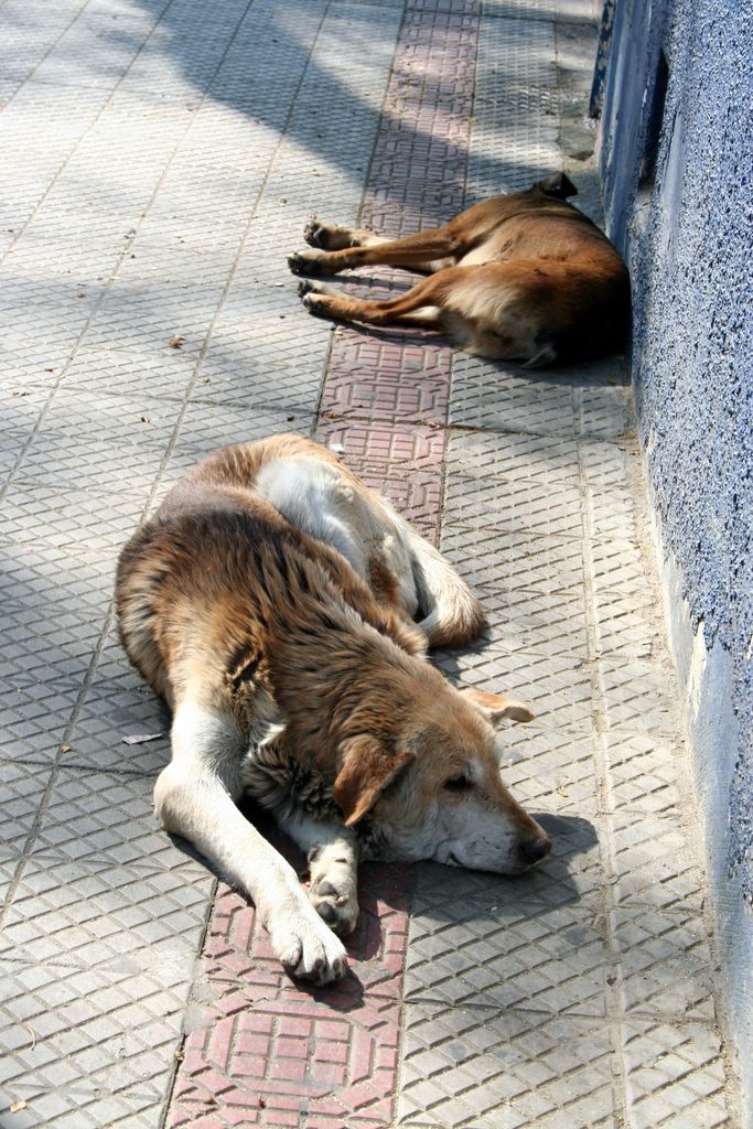 two dogs lay down on the pavement, sleeping