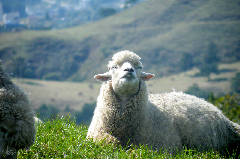 a sheep laying down in the grass looking up