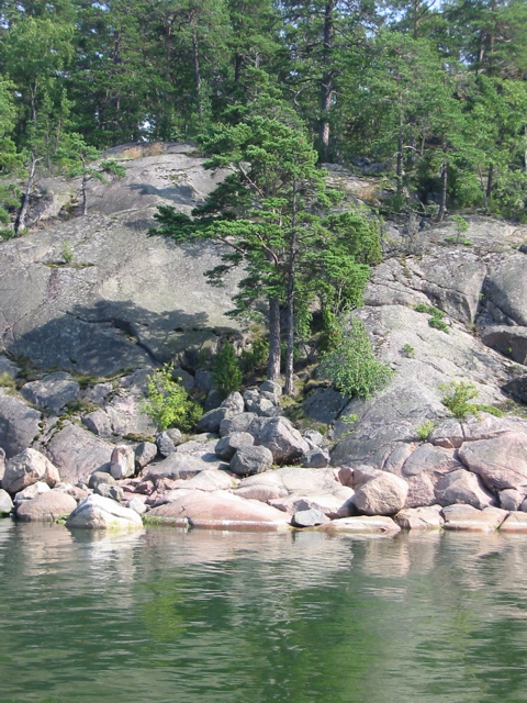 a few trees on rocks near water