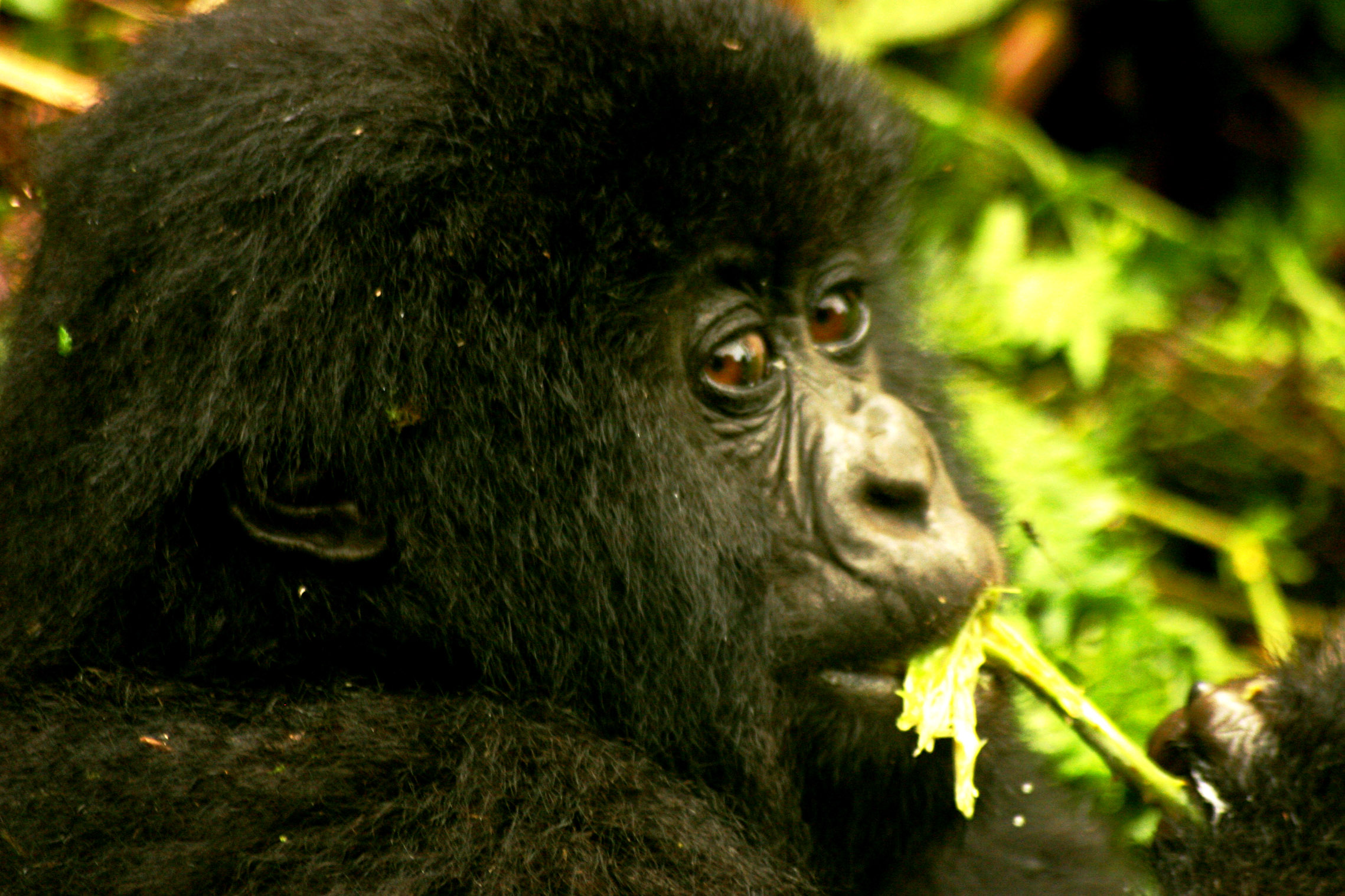 an adult gorilla eating leaf in the rainforest