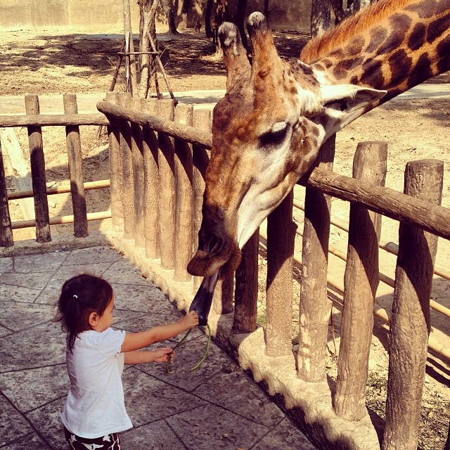 a giraffe eating leaves from a 's hand