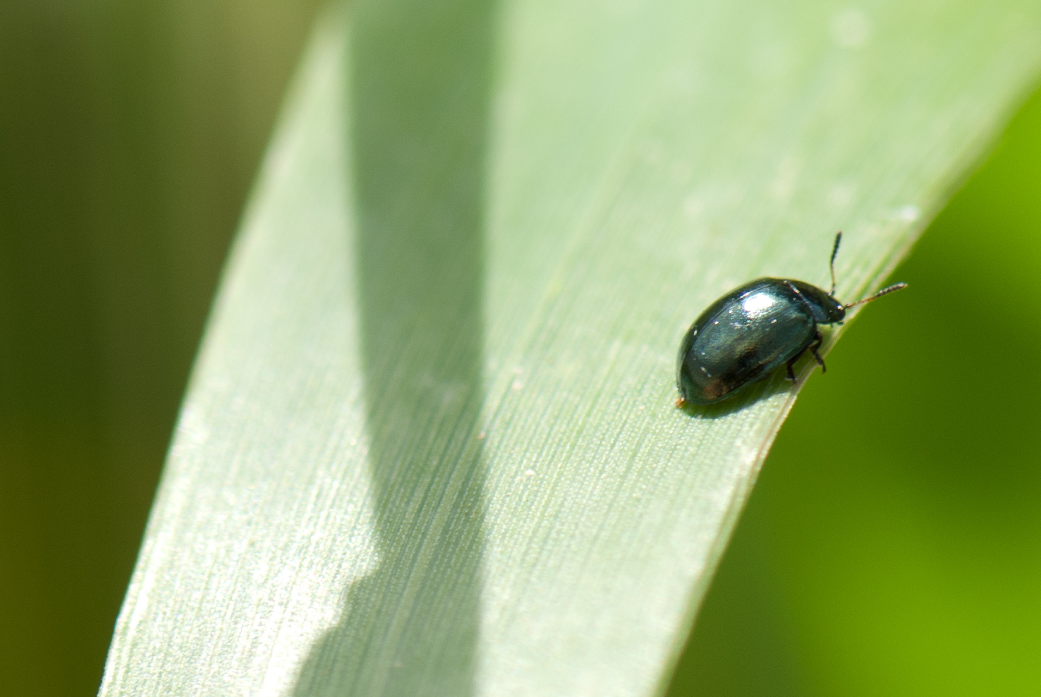 a close up image of an antler crawling on a leaf