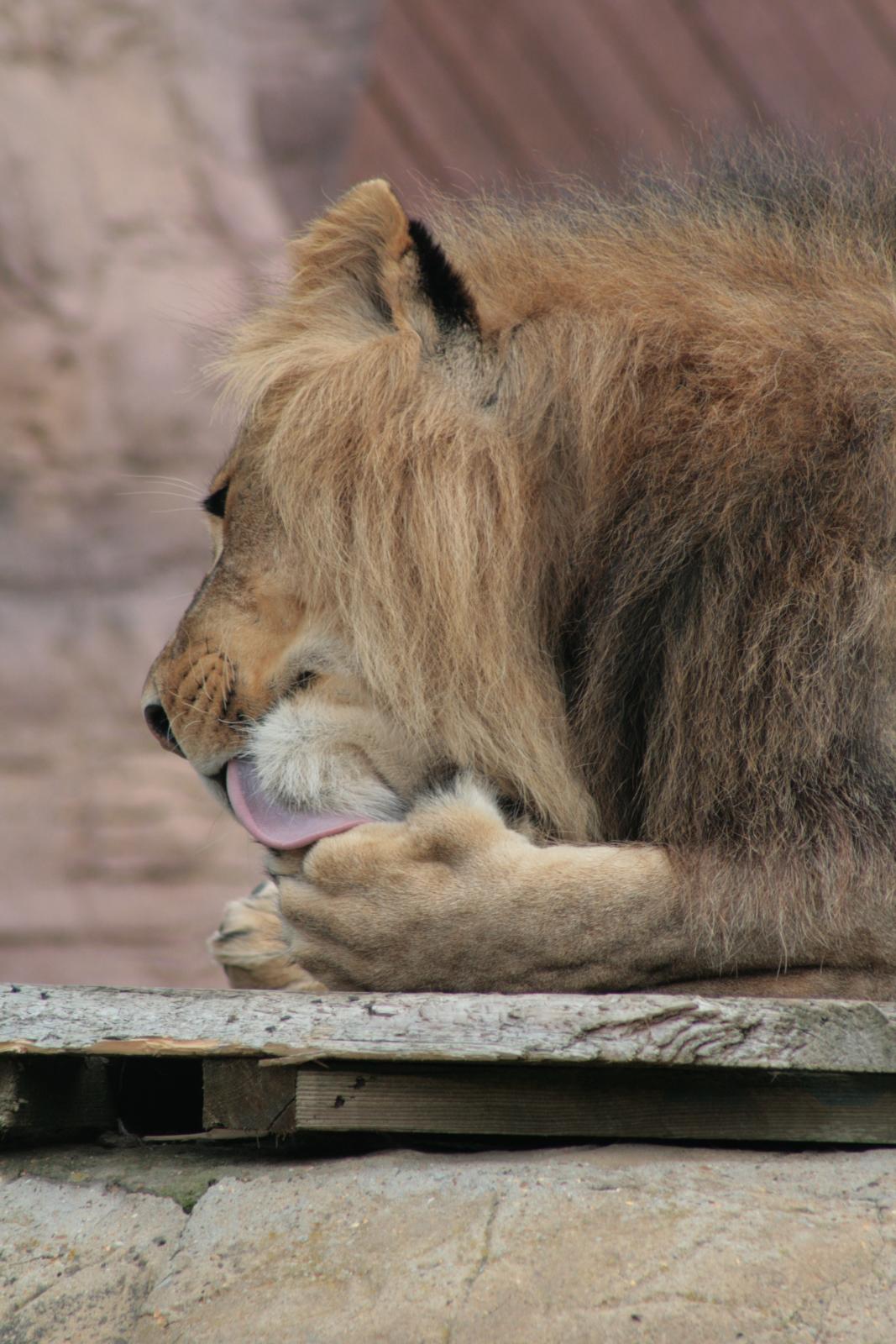 a lion relaxes on the ledge at the zoo