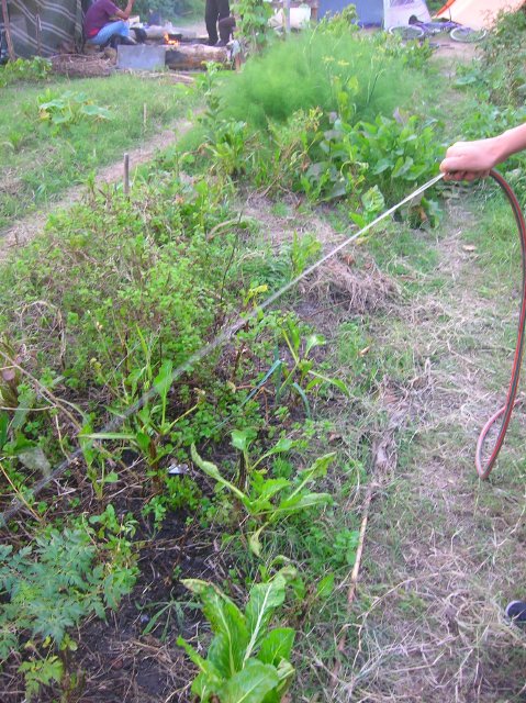 person using a hose to inspect plants in the garden