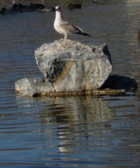 two birds are sitting on the rock in the water