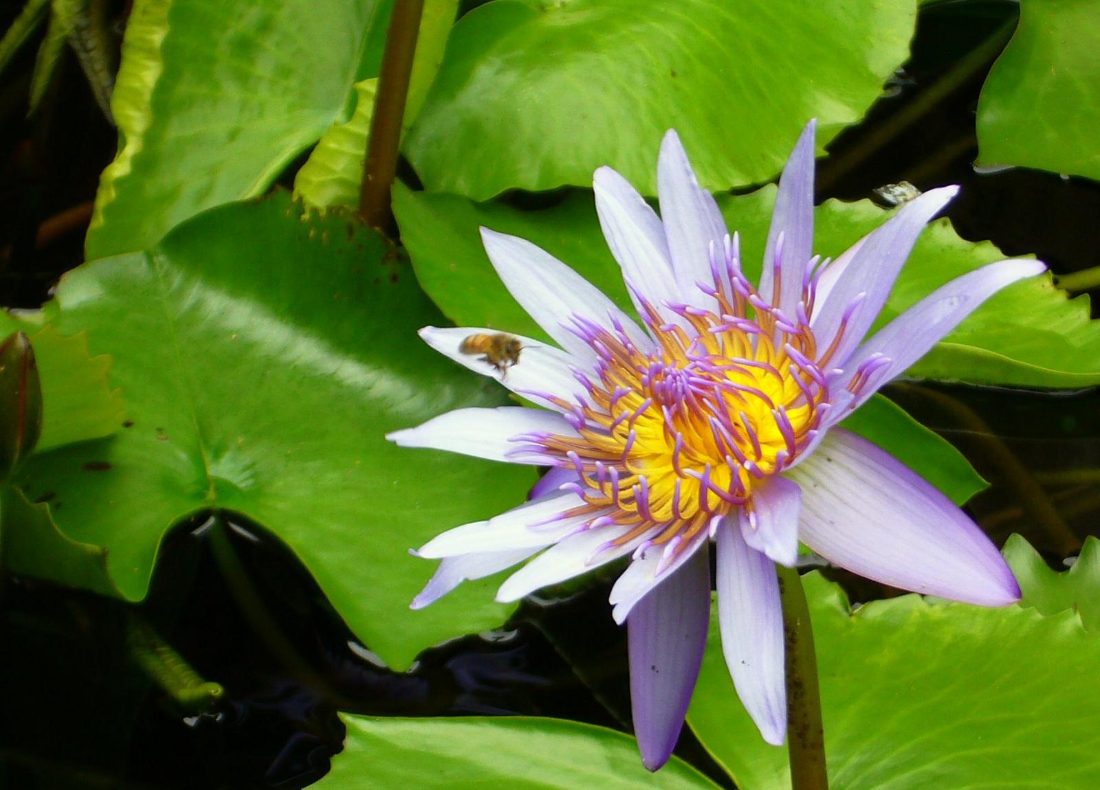 a flower on a plant surrounded by green leaves