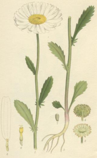 an illustration of the plant life from a victorian book