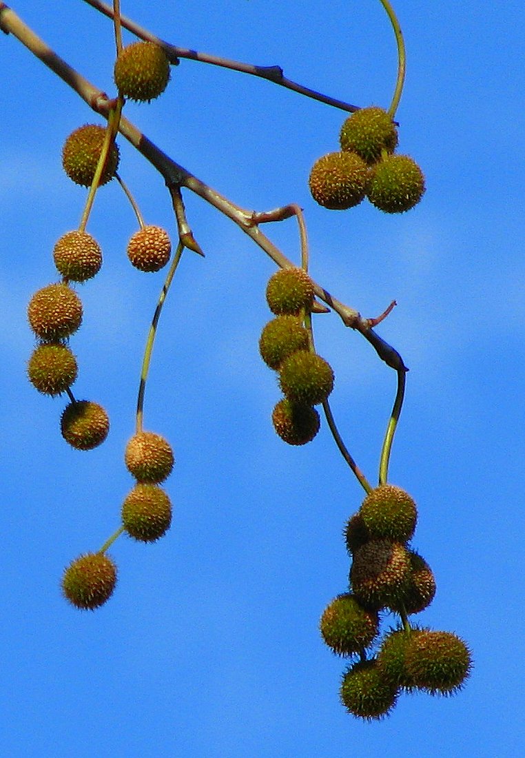 small seed heads hanging from a tree nch