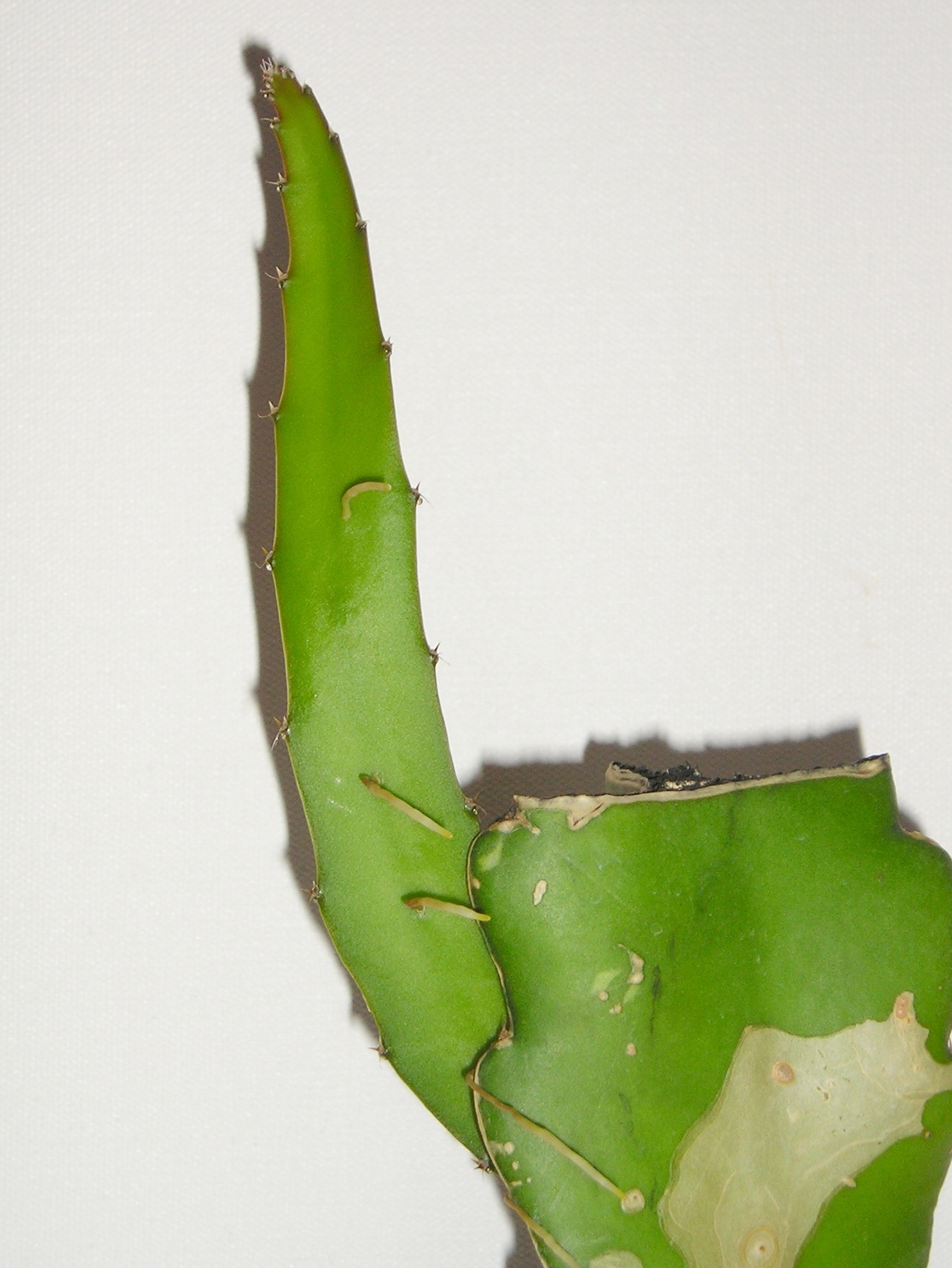 a closeup of the tip of a green plant