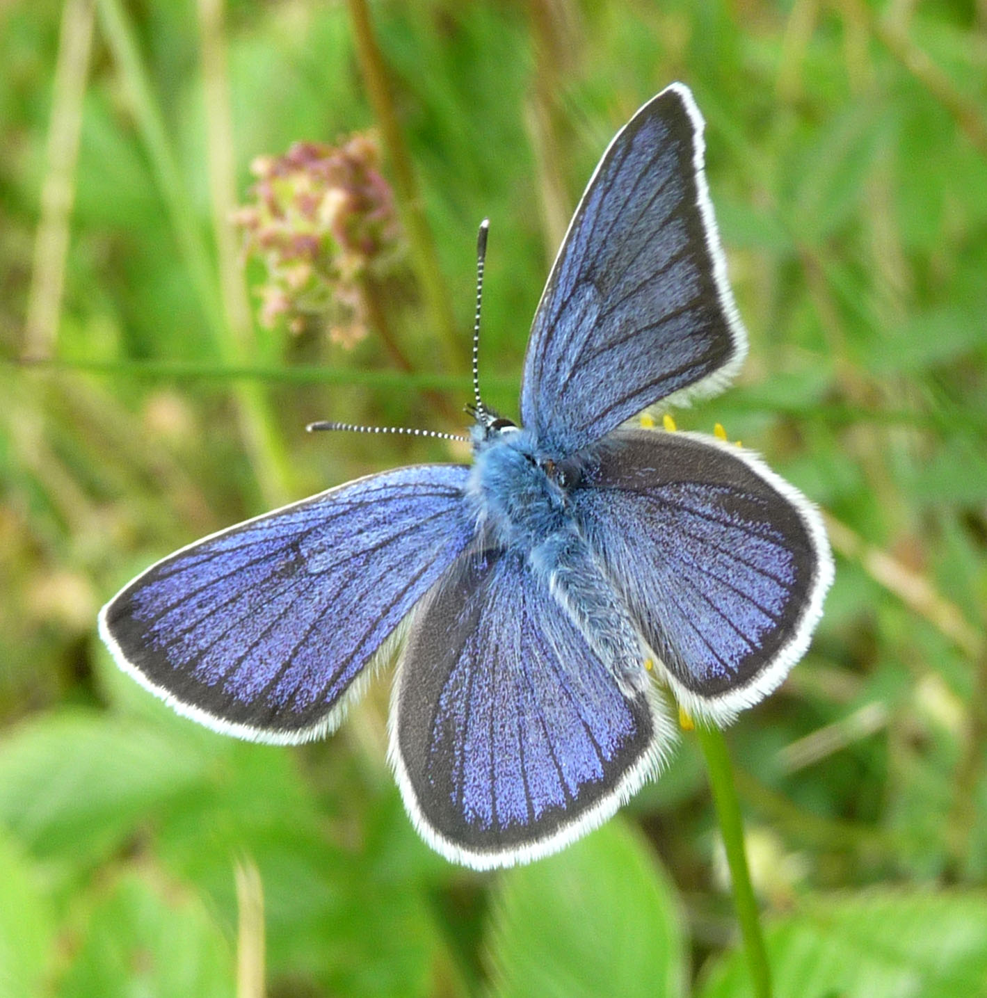 a blue erfly sitting on top of a green flower