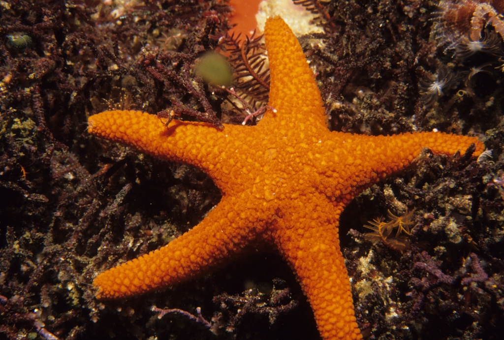 an orange starfish sitting on the bottom of the ocean