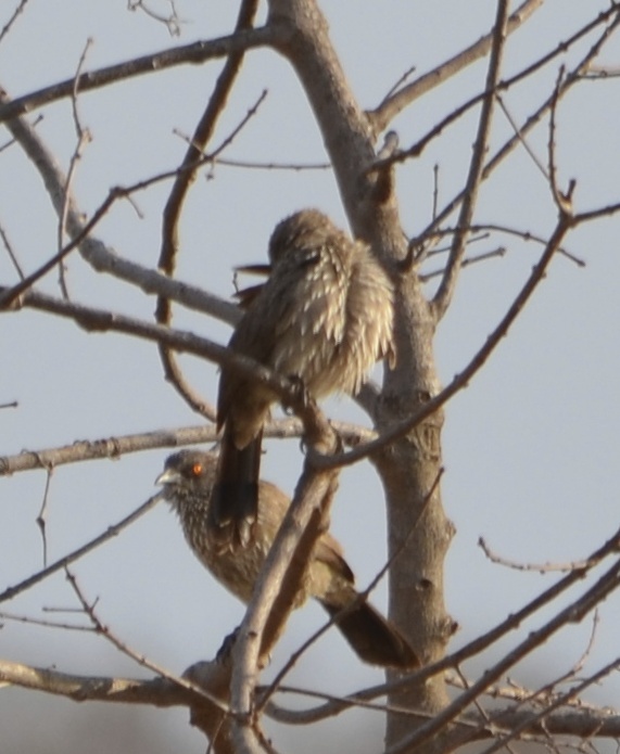 two birds are sitting in a bare tree