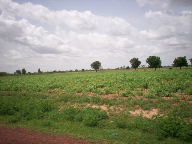 an open field with trees in the background